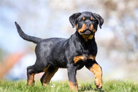 rottweiler price|how much does rottweiler cost.